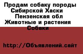 Продам собаку породы Сибирской Хаски  - Пензенская обл. Животные и растения » Собаки   